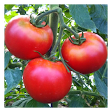 余市産トマト